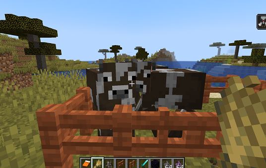 Capturing cows in Minecraft to breed them