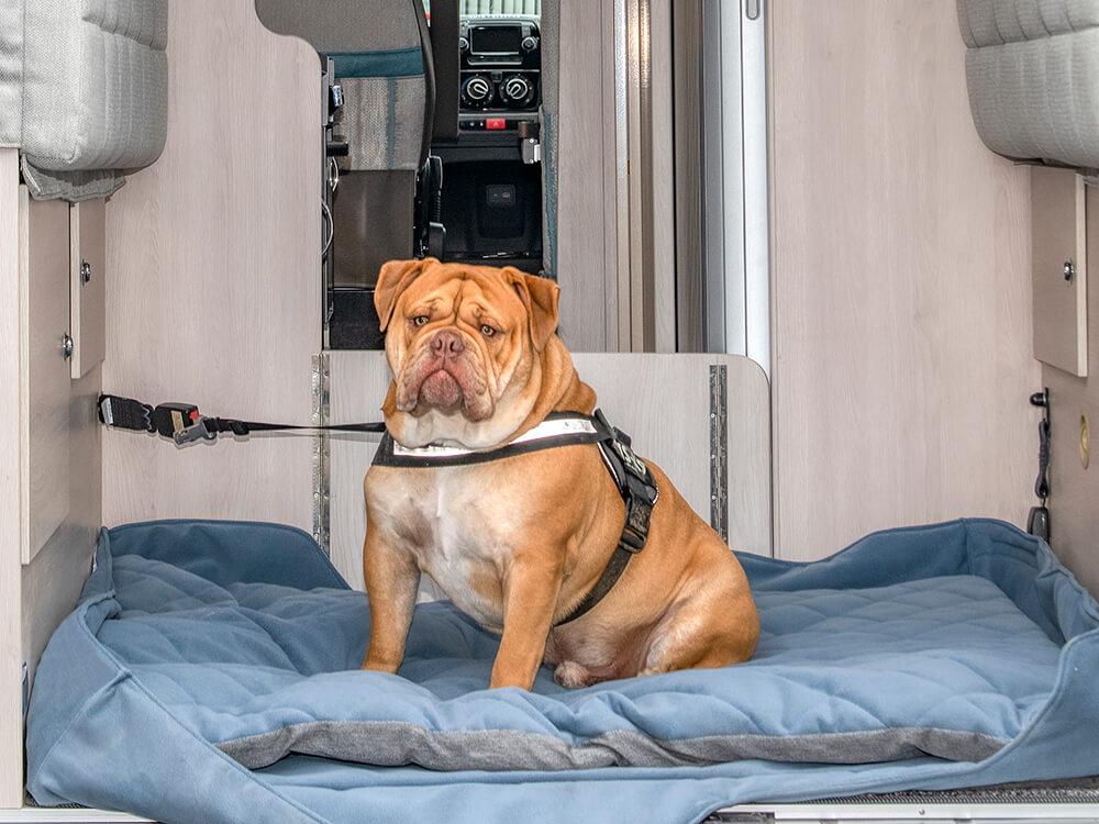 We took our dog on a winter campervan trip in the Alps: are we barking?