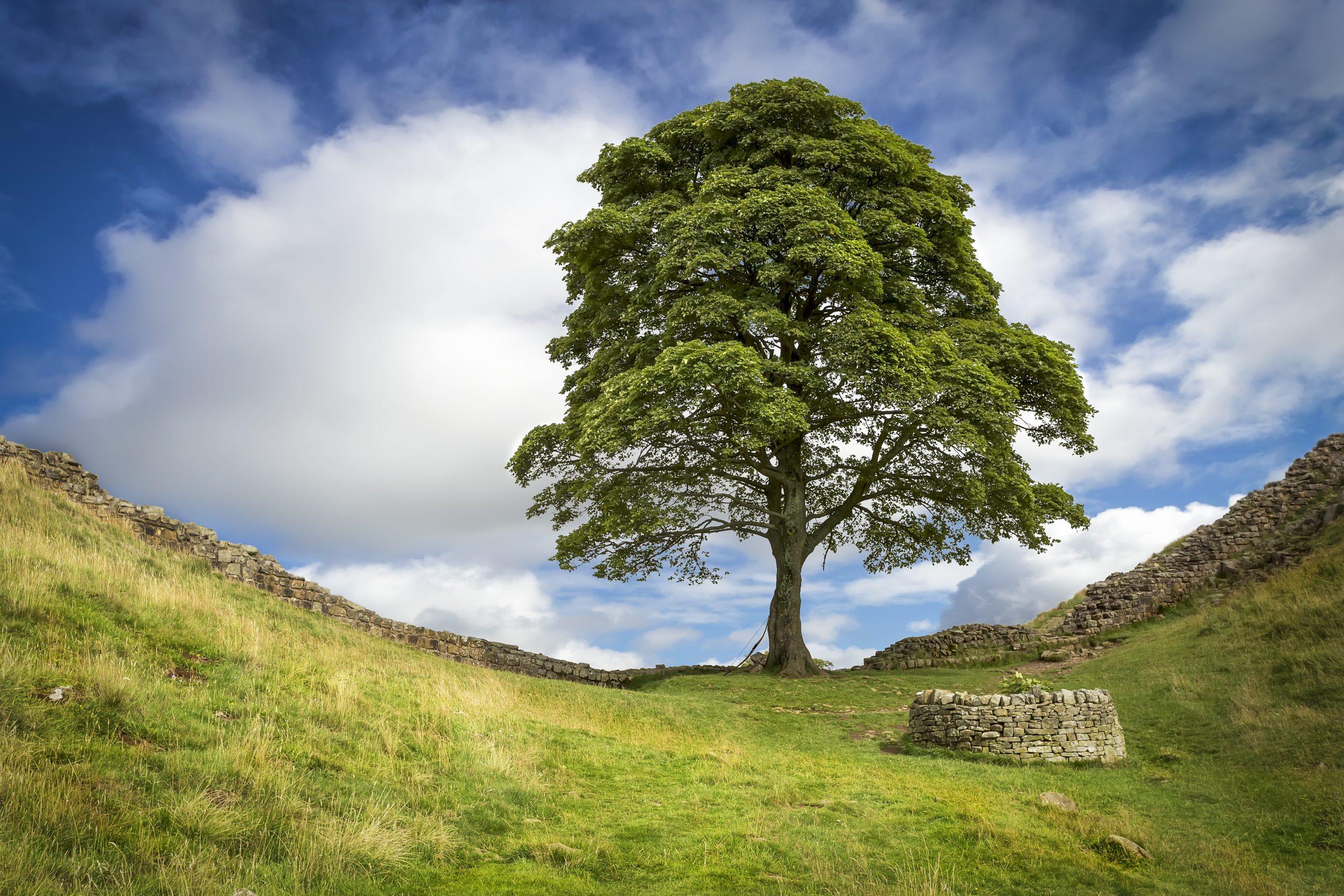 Legal Ramifications for Environmental Crimes and Protection Laws