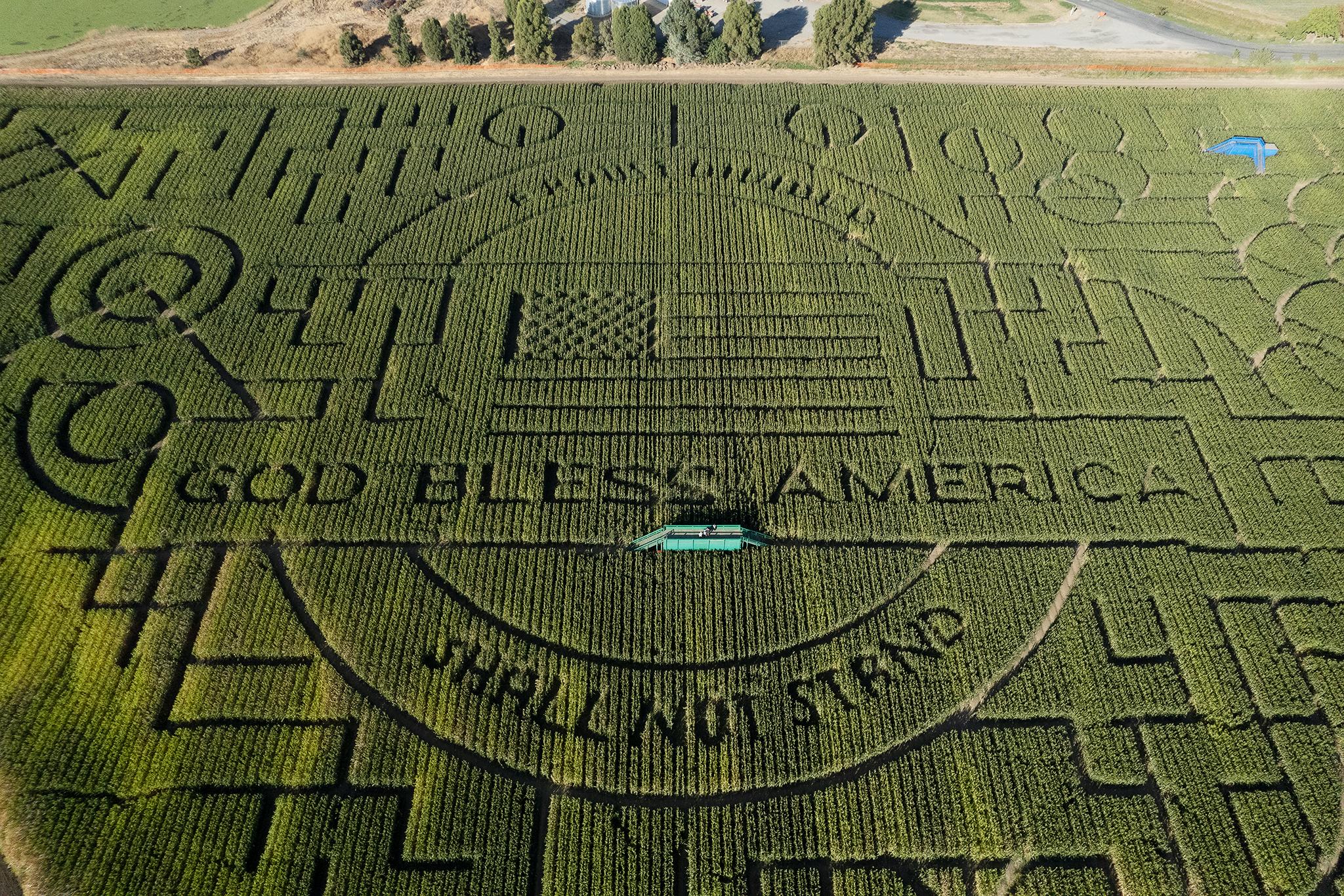 The social Dynamics of Teamwork in a Corn Maze Adventure