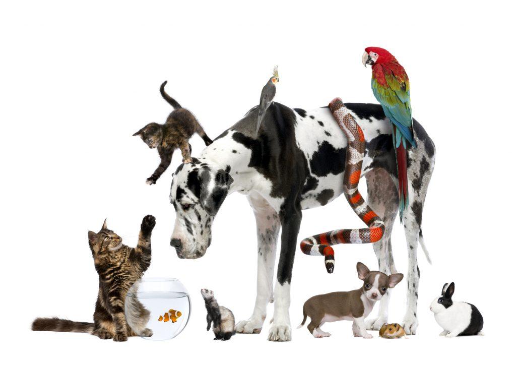 Future Trends: The Evolution of Coding in Pet Care Services