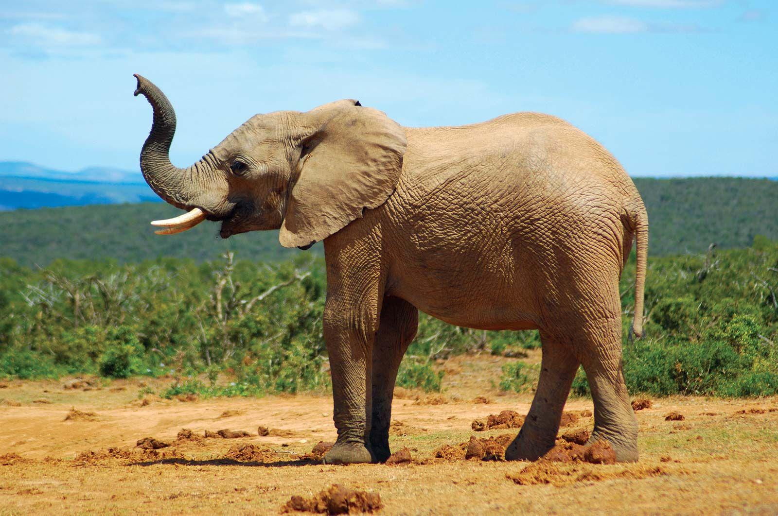 Recommendations ​for Advocating for Elephants Within the Legal Framework