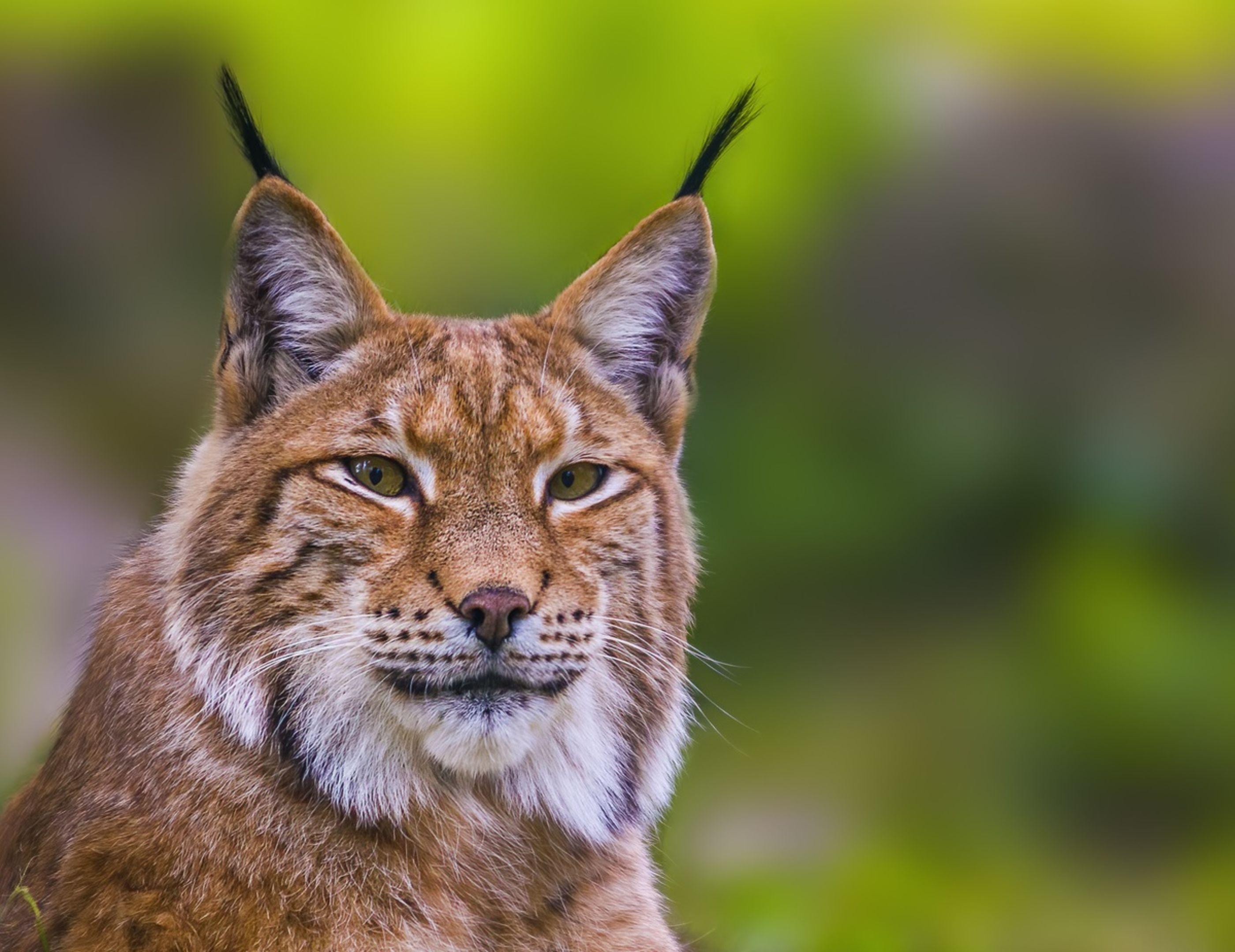 Conservation ⁤Strategies: Ensuring ​the Survival of Lynx​ in Scotland