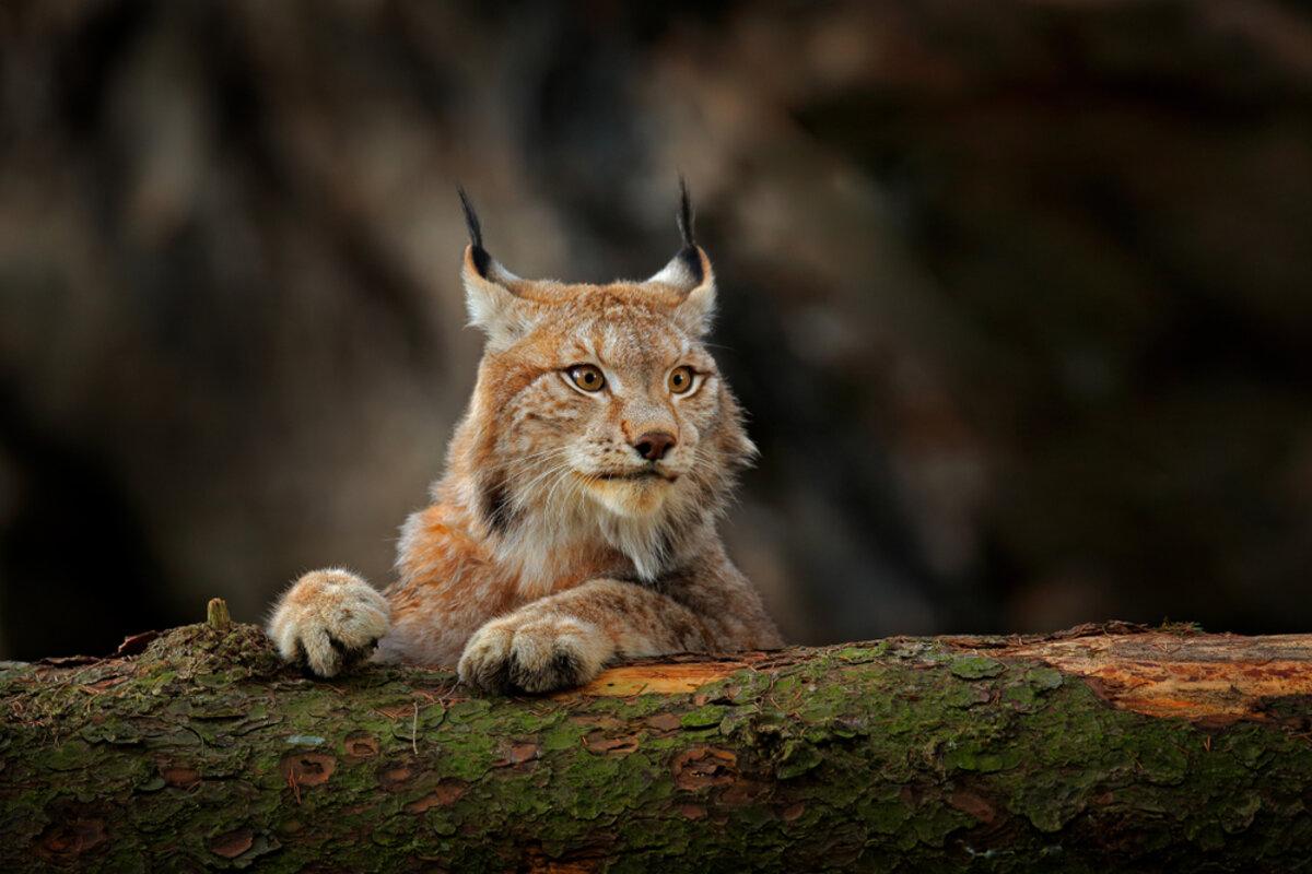 The ⁤Scottish Lynx Reintroduction Program: Challenges​ and Opportunities