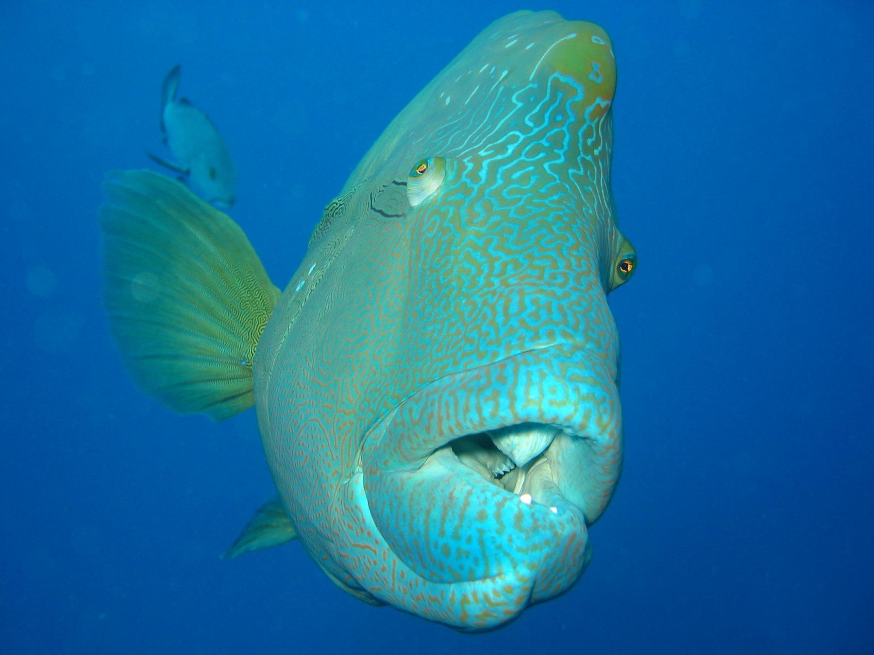 Understanding the Ecological Role⁤ of ​the Stripey-Faced Fish in Marine Biodiversity