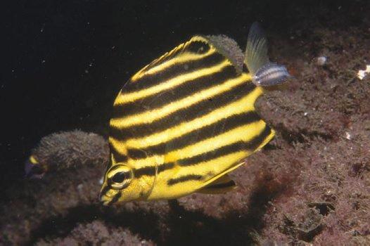 Cultural Importance and‌ Conservation‌ Efforts ⁣for the Stripey-faced Fish Species