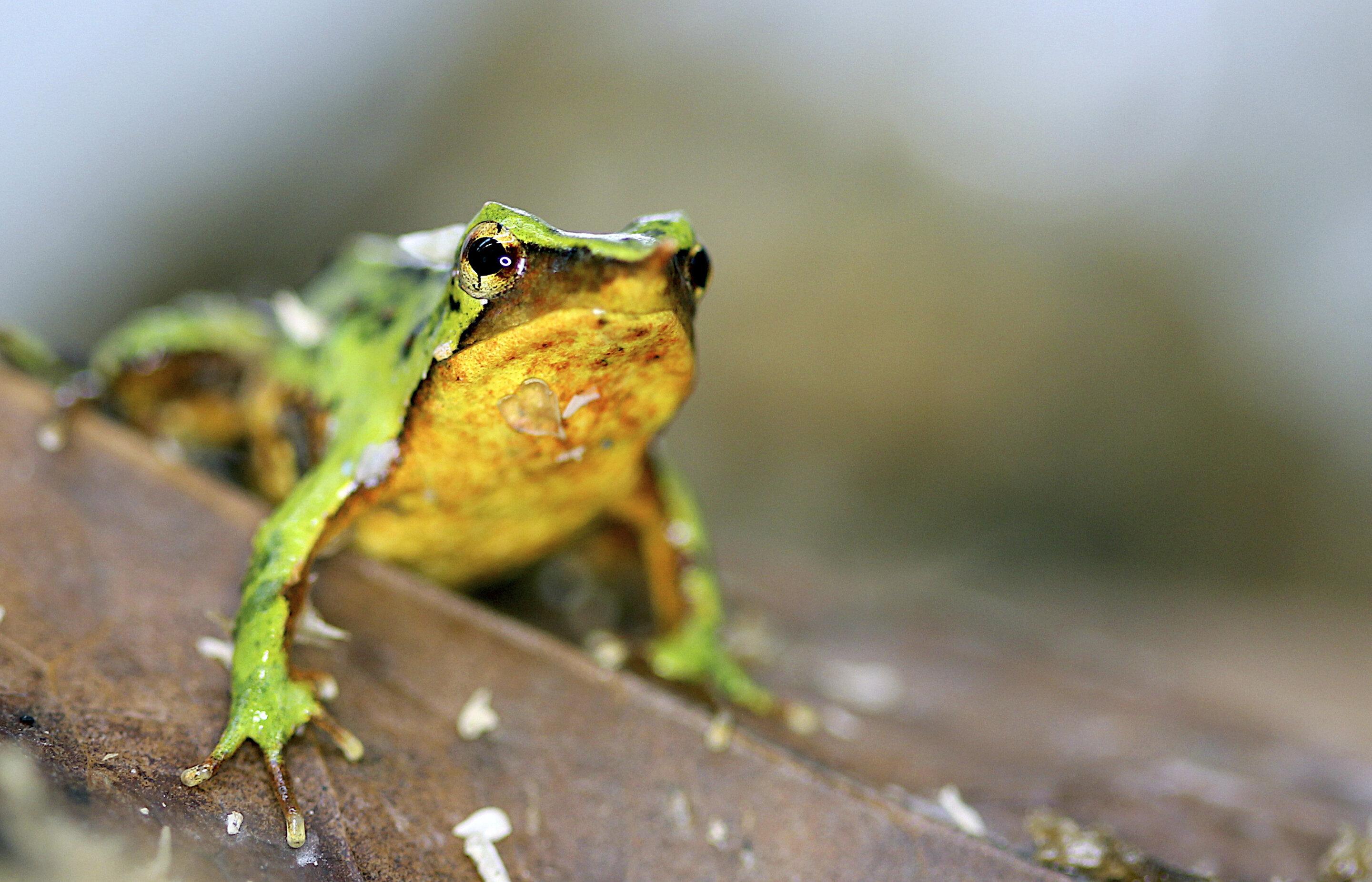 Innovative Breeding Programs: Techniques to Boost Froglet Populations and Genetic Diversity