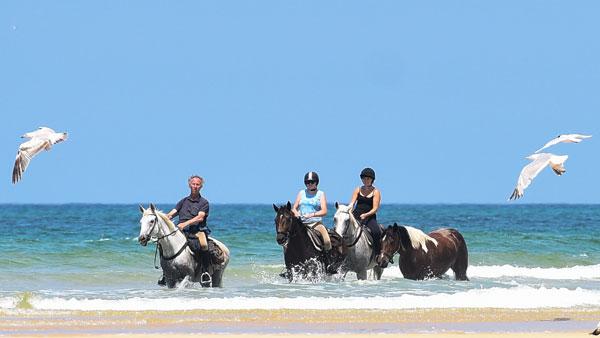 Top Stables and Riding Schools in the UK and Beyond