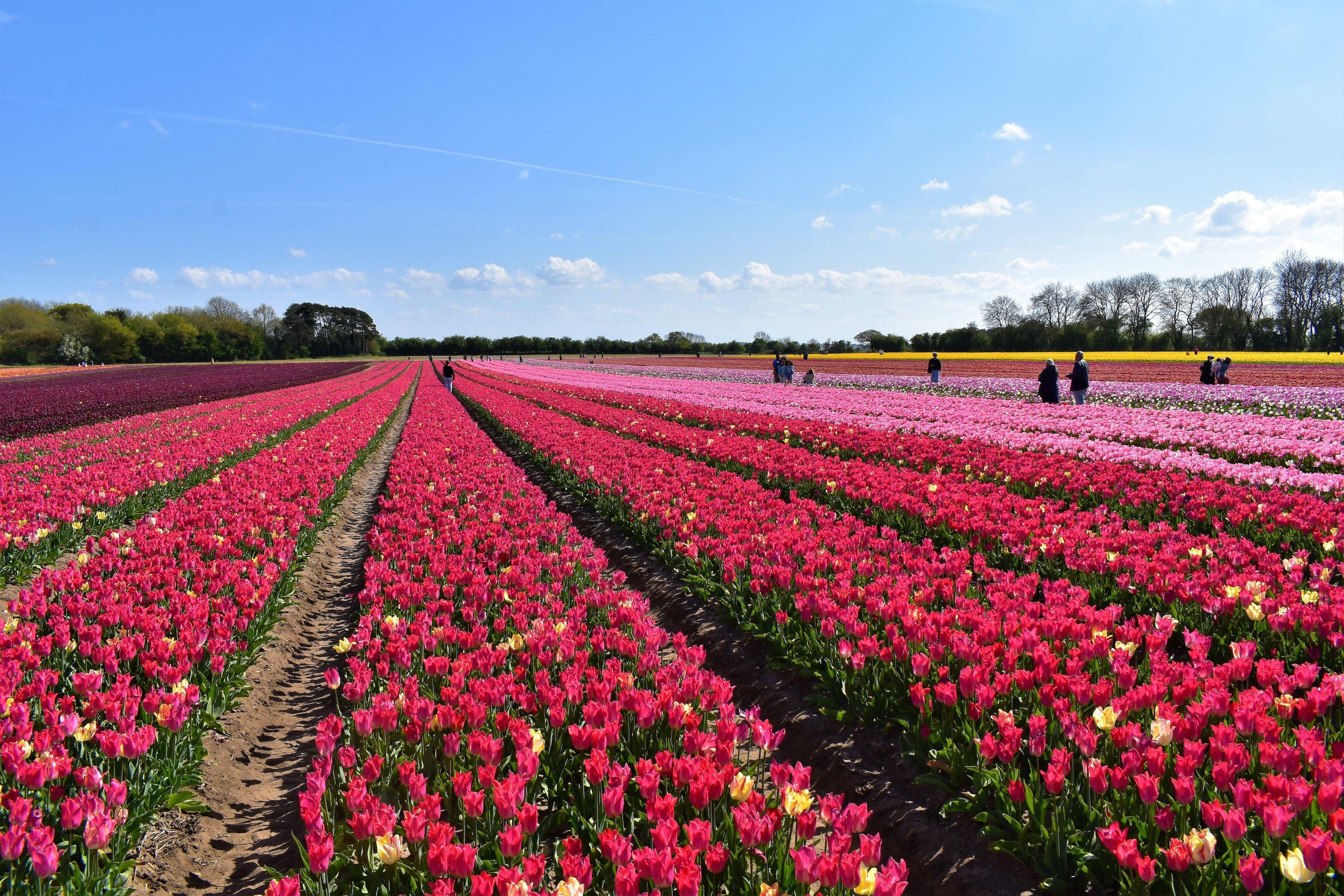 Discovering the Enchanting Cherry Blossom Trails in Germany