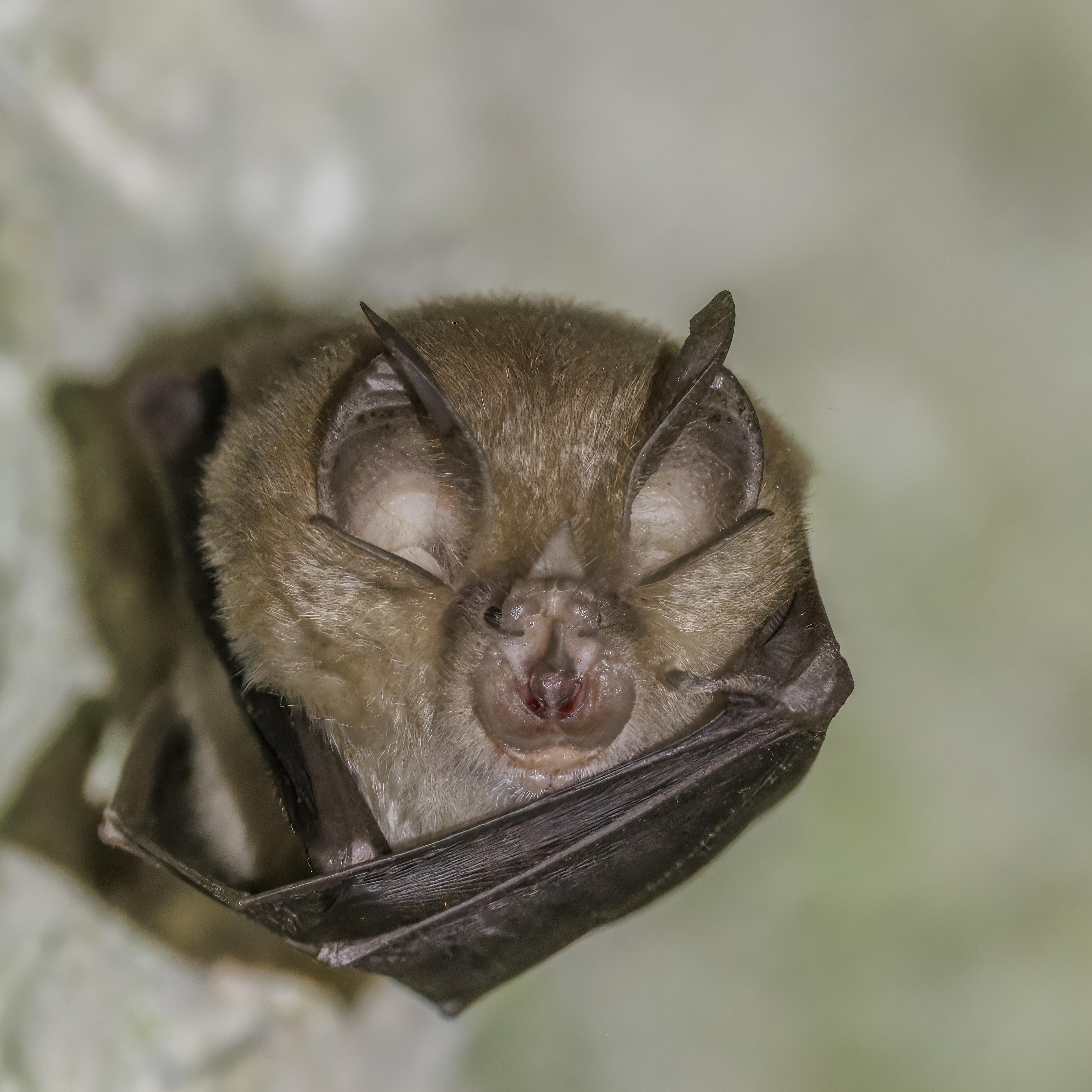 Choosing the‌ Right bat: Tips for players of All‍ Levels