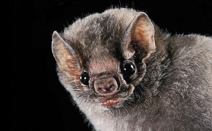 The Science Behind Bat Construction: Materials and Design Innovations