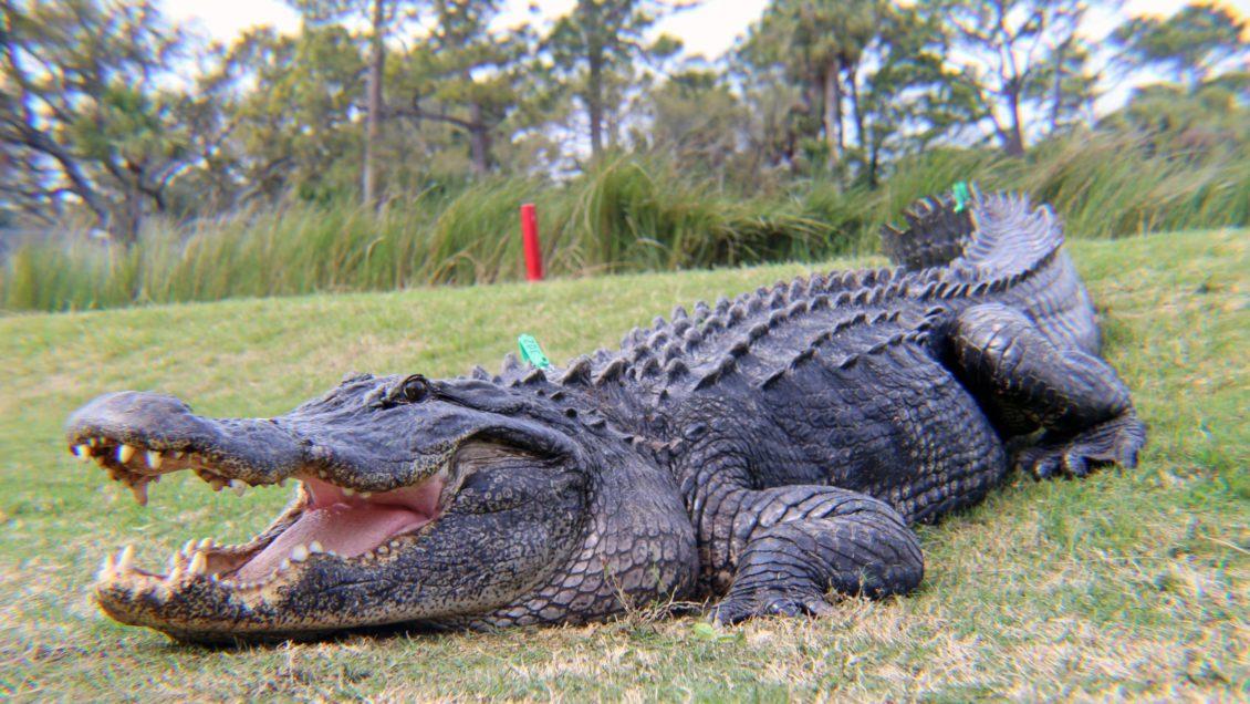 Understanding the Risks: Alligator Sightings in Urban Areas