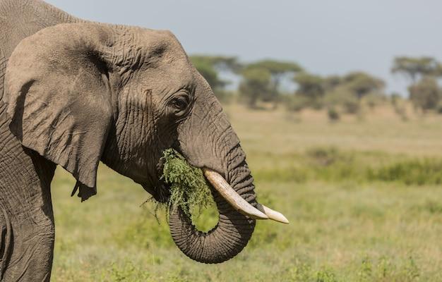 Wildlife‌ Experts ⁤Weigh In on the Risks of⁣ Urban Encounters