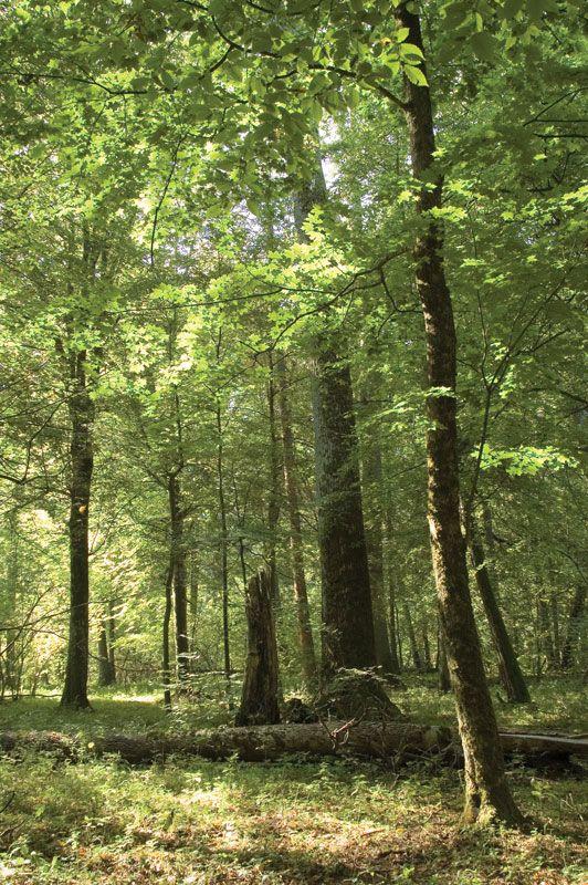Expert Recommendations for Forest's Next Steps in the Transfer Market