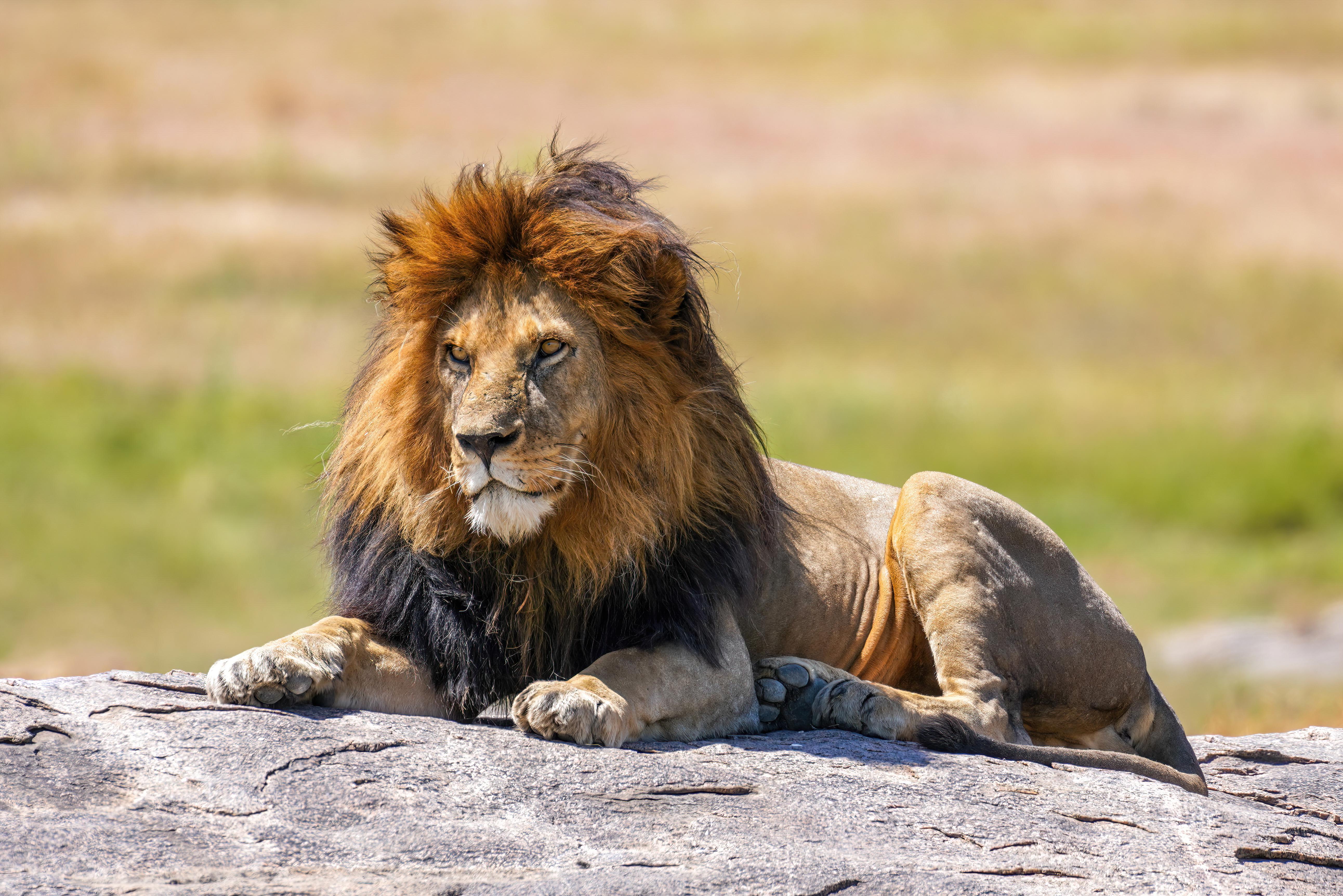 Analyzing Coaching Strategies: Can the Lions Adapt for Success?