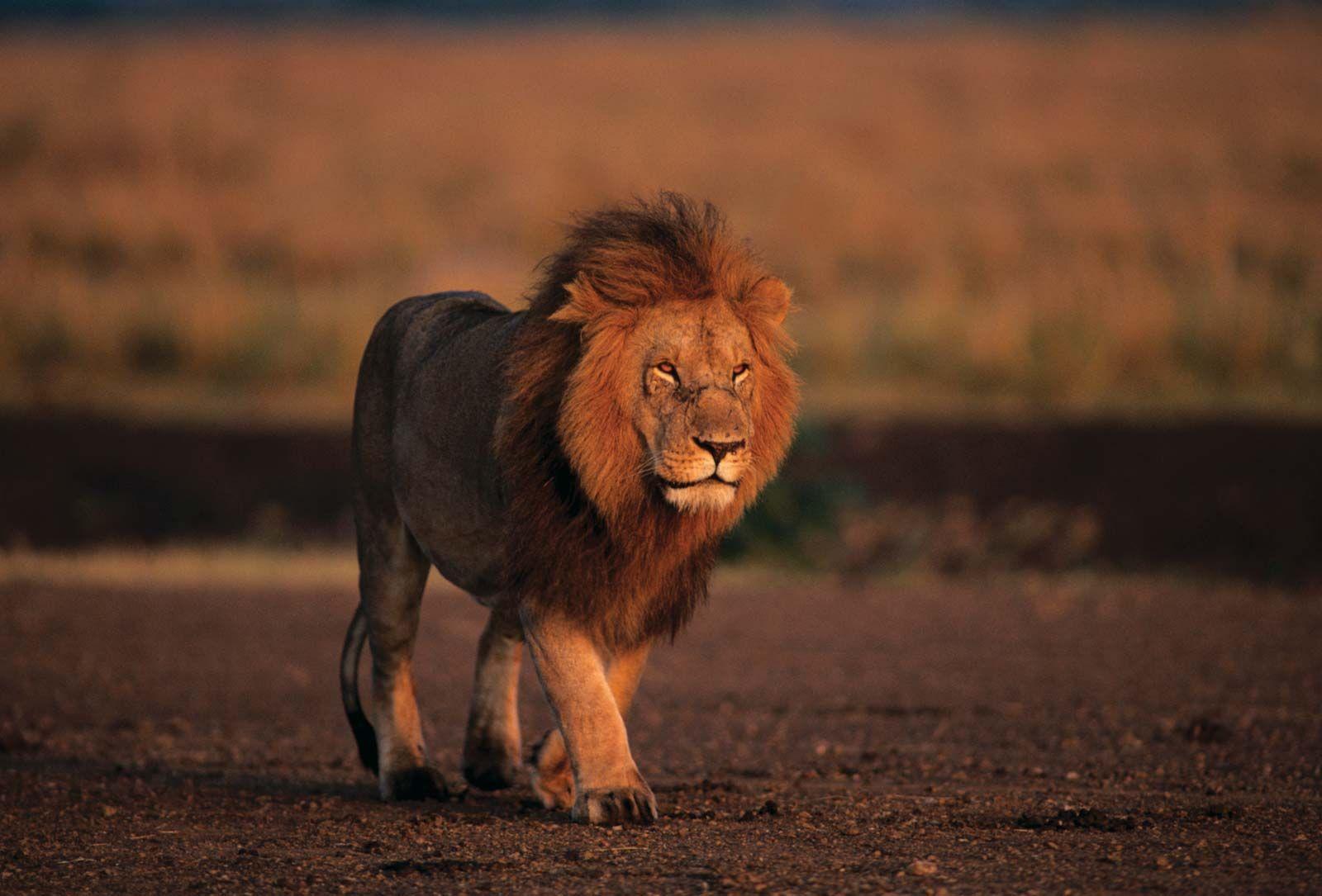Predicting Season Outcomes: Factors Influencing the Lions' Journey Ahead