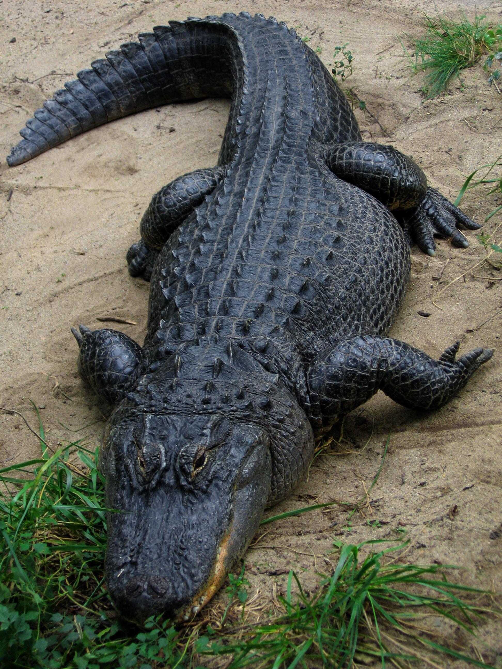 Community Safety Tips for Potential Wildlife Encounters