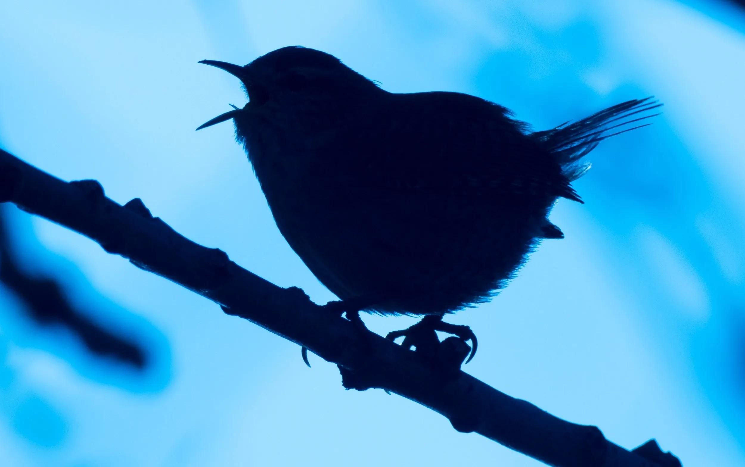 An Immersive Experience: Engaging with nature's Symphony