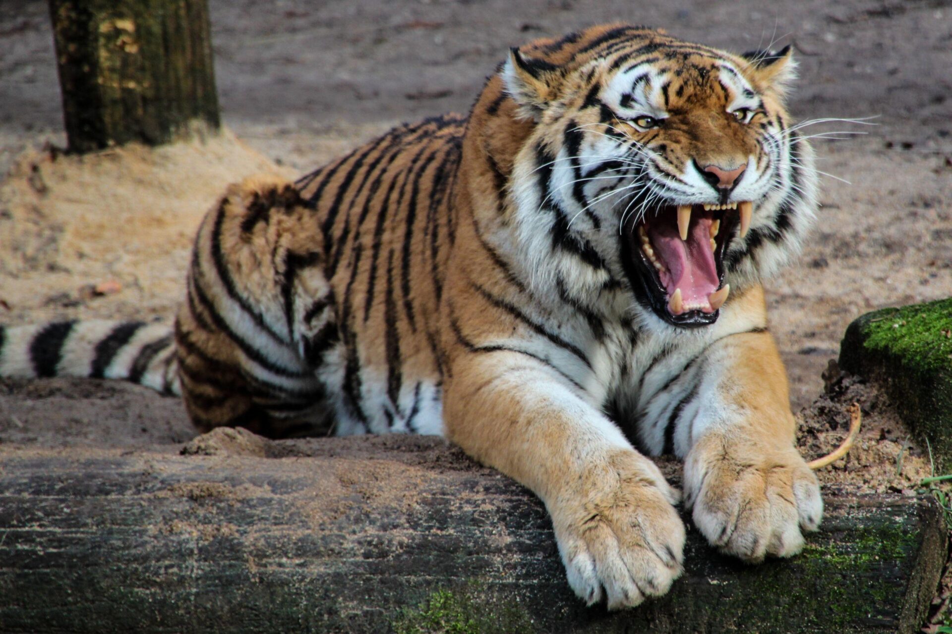 The extraordinary mystery of the Tigers’ Tarik Skubal