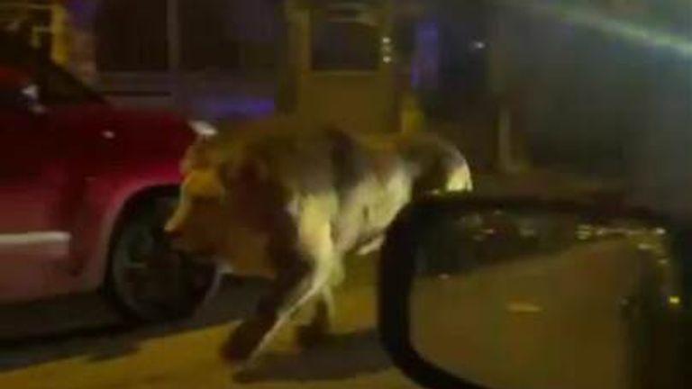Wildlife Experts Urge Enhanced Safety Protocols in Proximity to Animal Reserves
