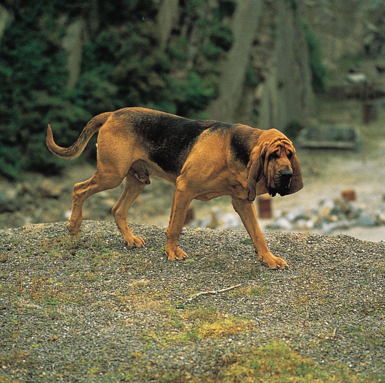 recommendations for Enhancing Animal Protection Measures in Italy