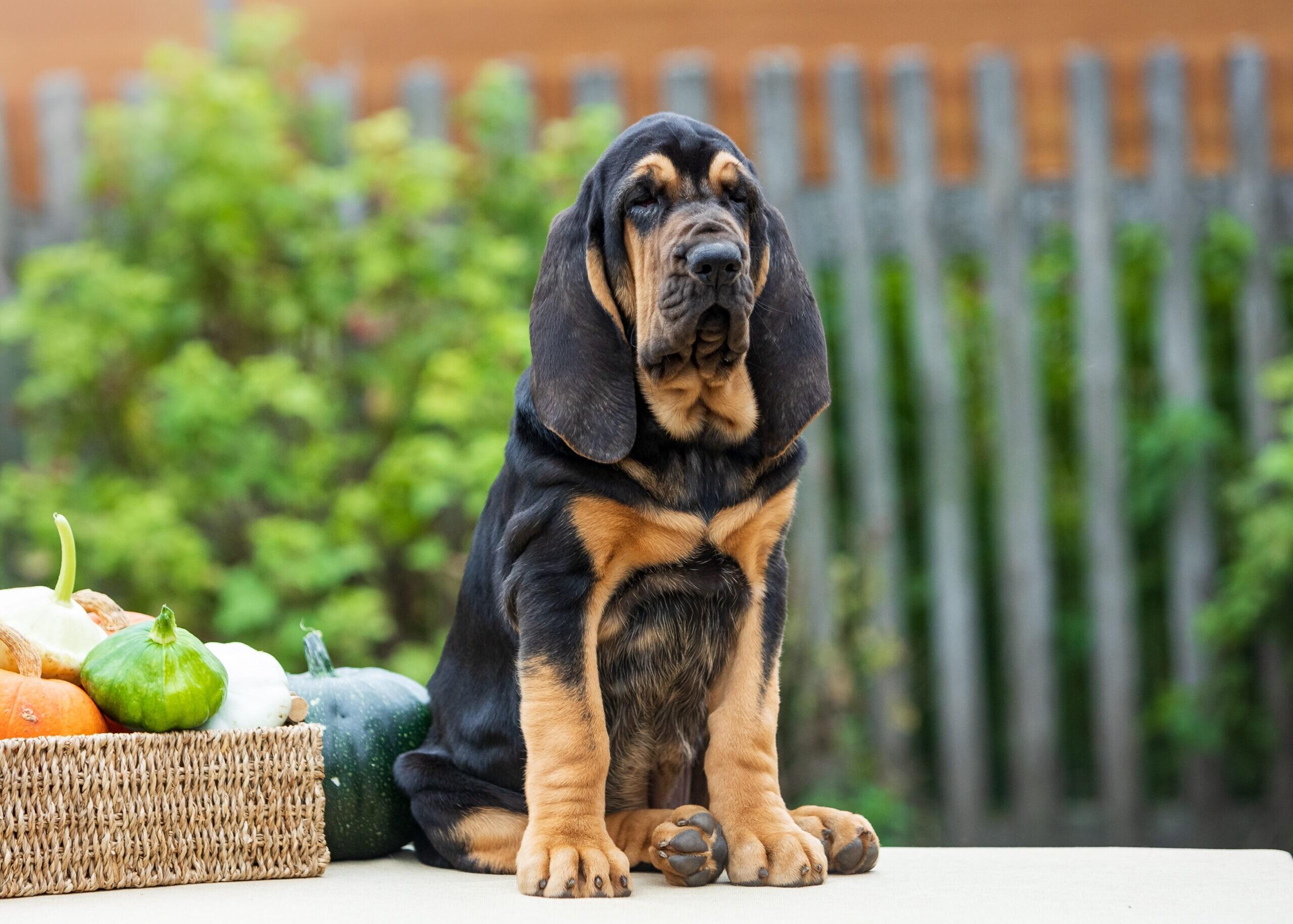 Investigating the Tragic Circumstances Surrounding the DogS Death