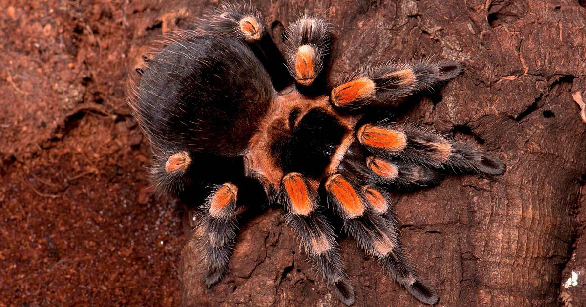 enhancing Detection Methods: How Customs Authorities Are Strengthening smuggling Prevention