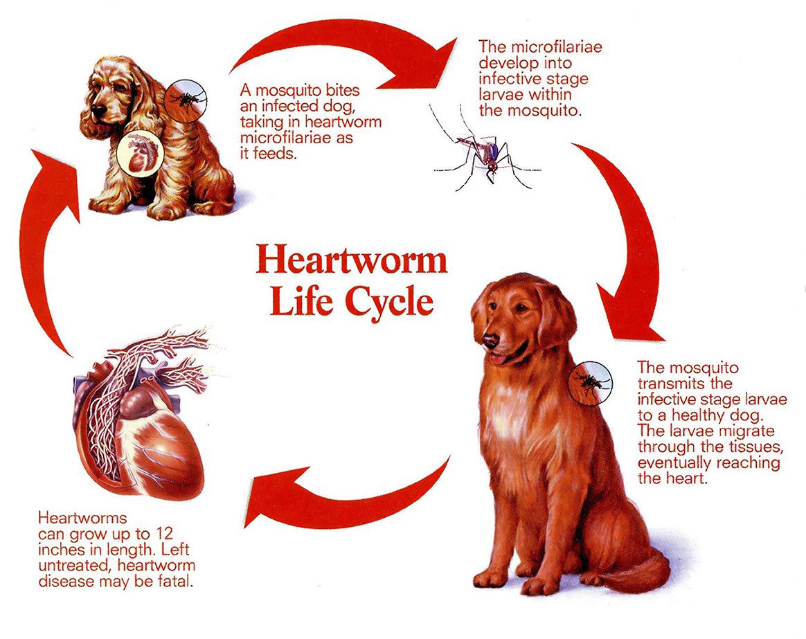Community awareness: How Neighborhood Walkthroughs can Prevent Heartworm Spread