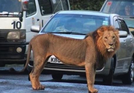 Authorities Launch Investigation into lion's escape and Community Safety Measures