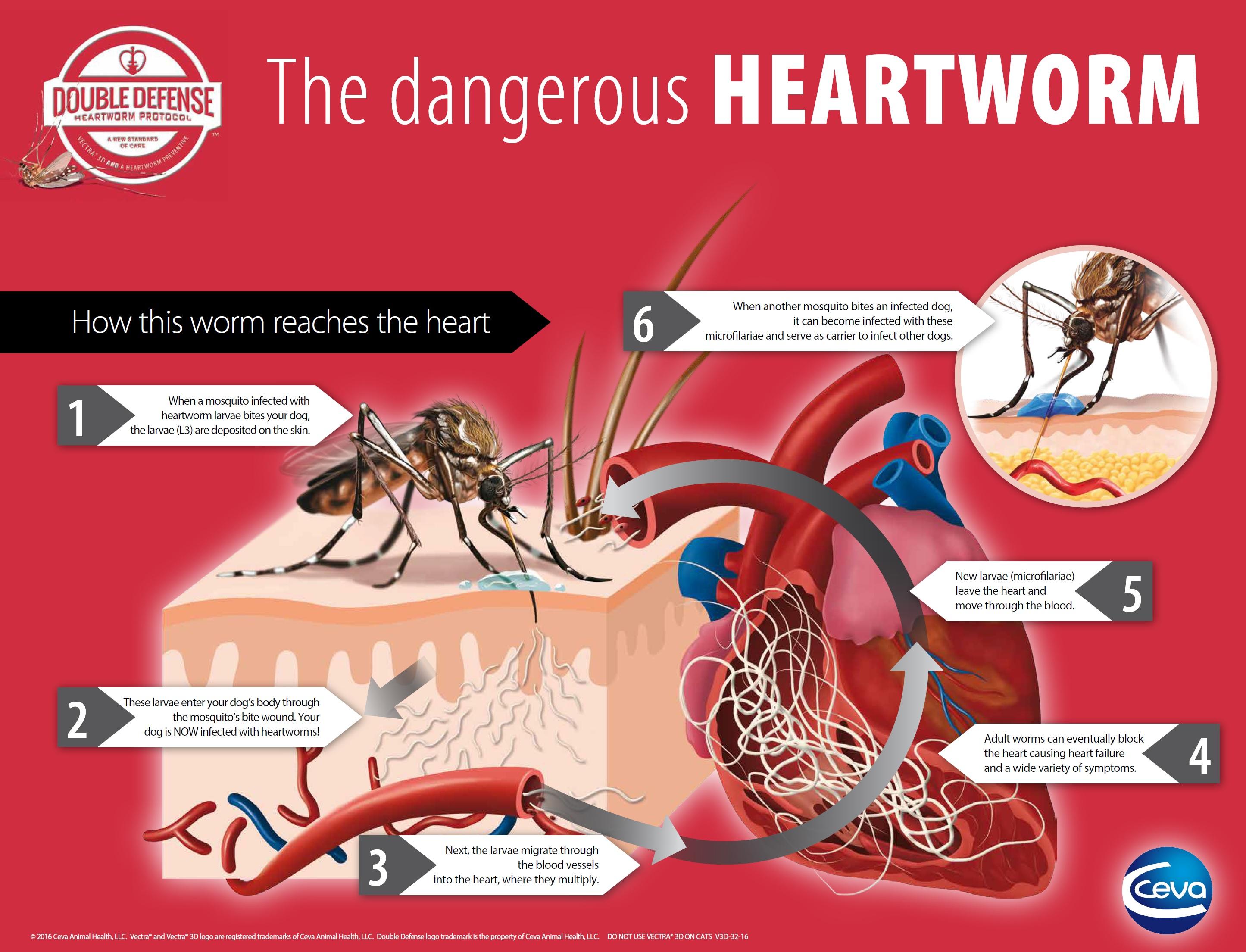 Investigating the Impact of Neglected Environments on Canine Health