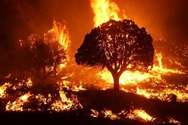 Long-Term Solutions for Wildfire Prevention and Environmental Restoration