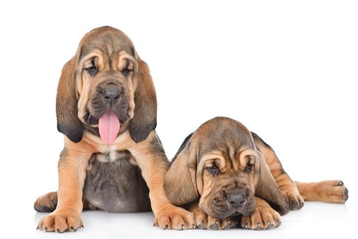 Public Outcry Demands Stricter Laws Against Animal Cruelty
