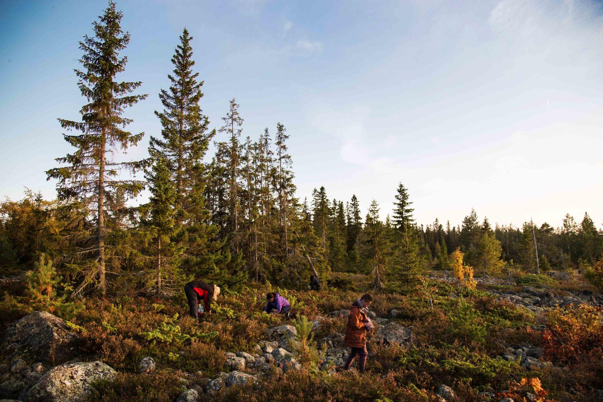 Outdoor Adventures: Embracing Nature and Scenic Walks