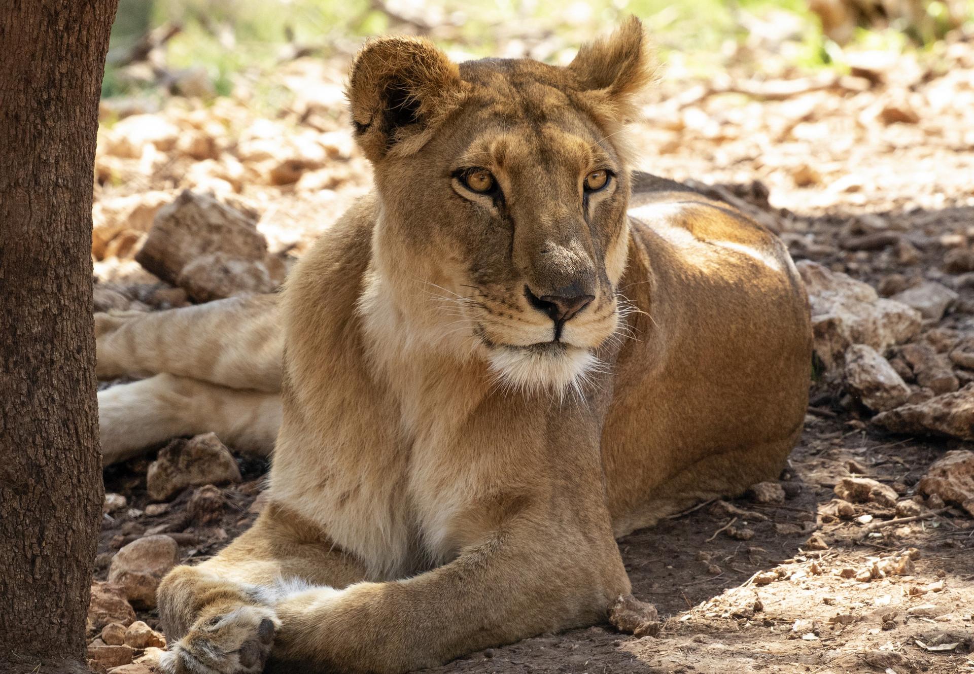 Seasonal Highlights: When to Visit for Diverse Sightings