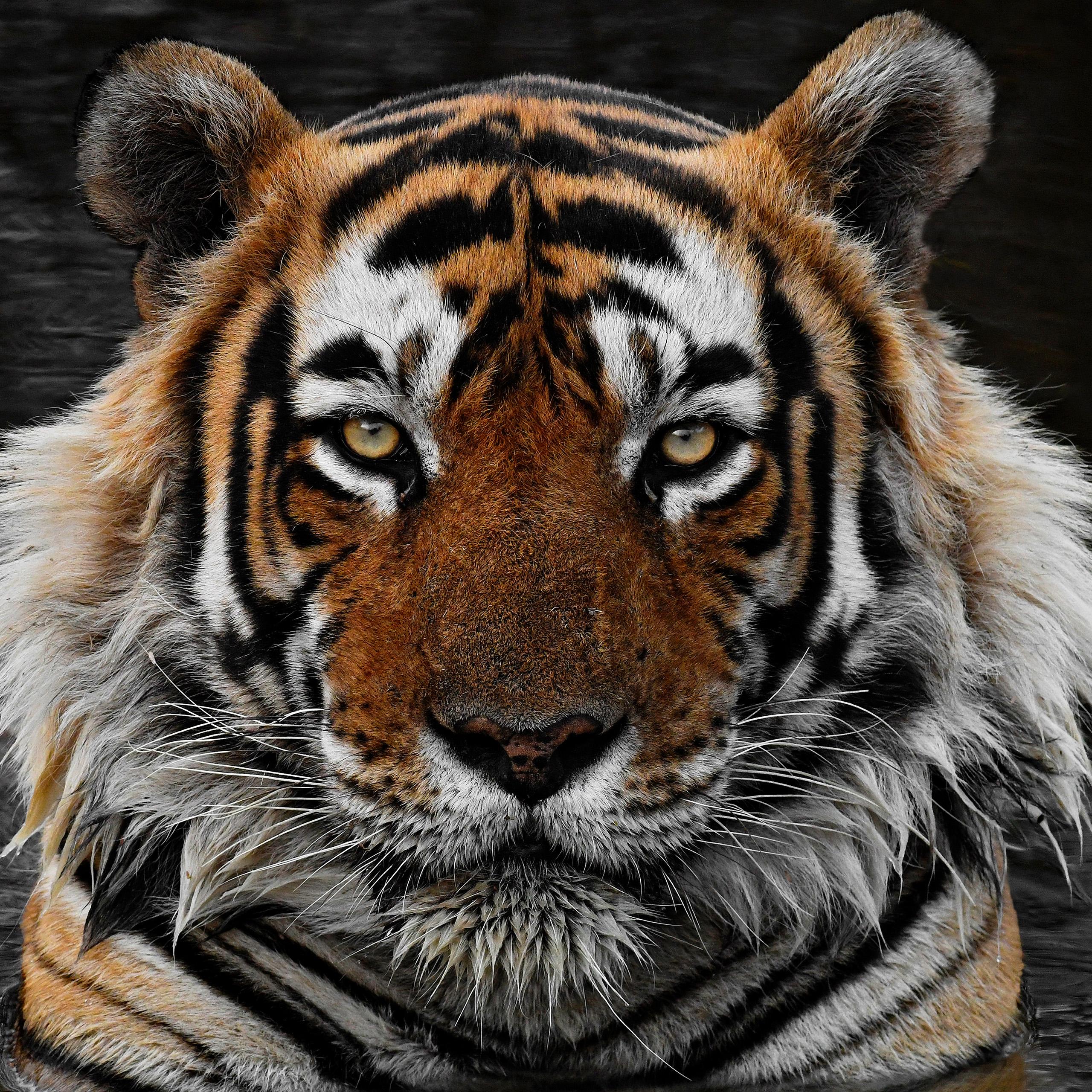 Looking Ahead: Predictions for Upcoming Matchups and Strategies