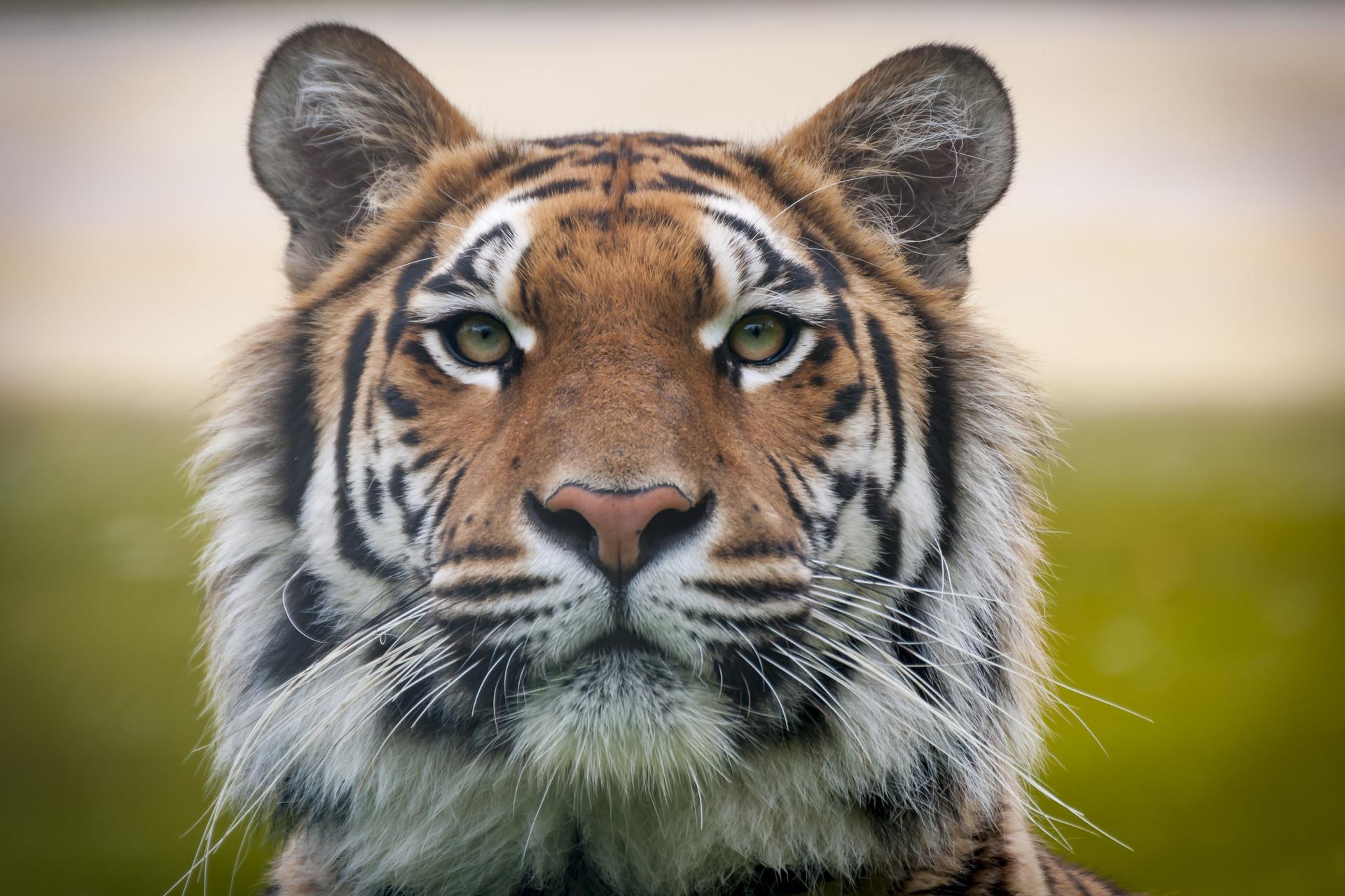 Future strategies: What Both Teams Can Improve moving Forward