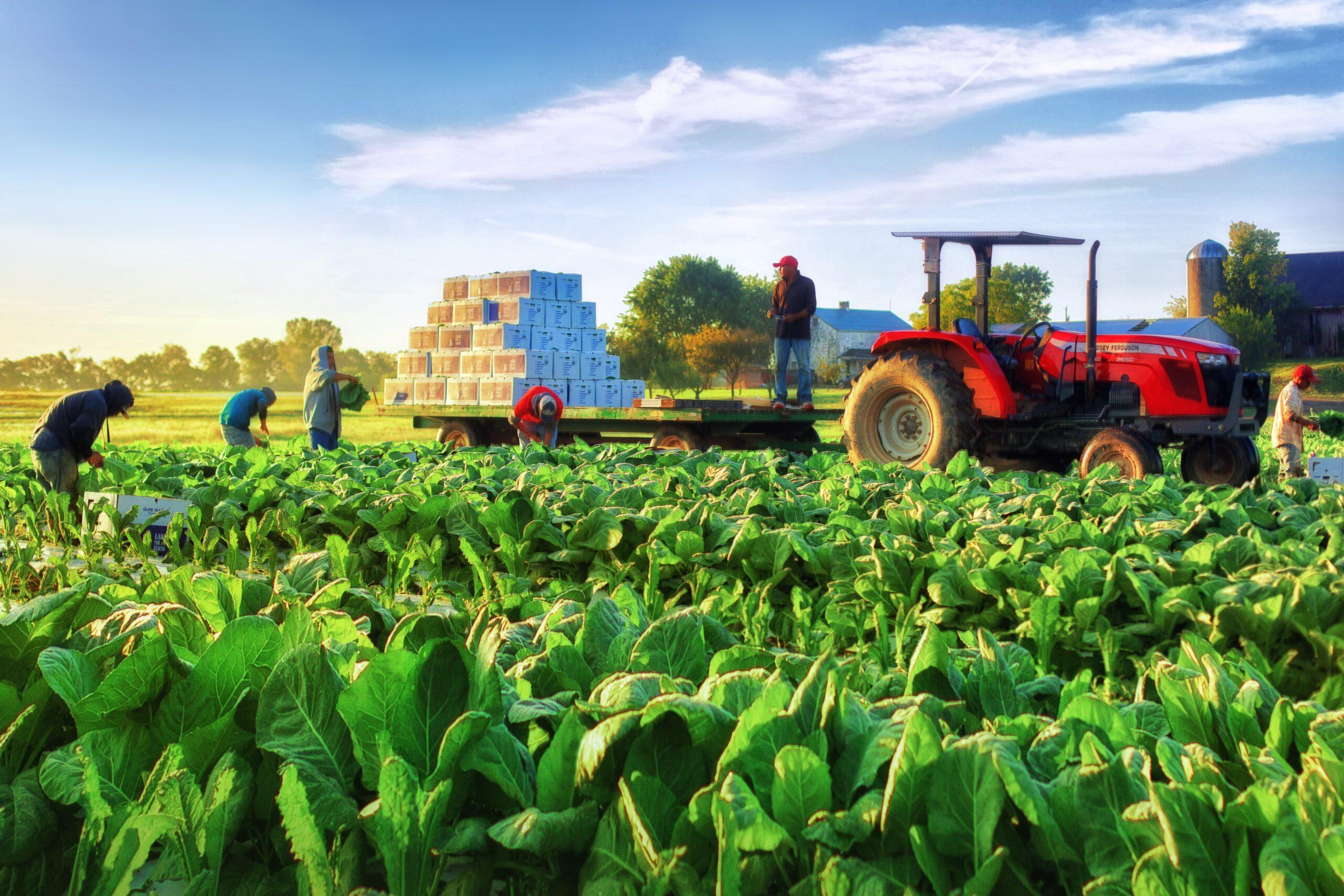 Savoring Seasonal Produce: top Stops for Fresh Farm-To-Table Dining