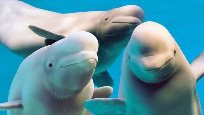 Community and Environmental Impact: The Ripple Effects of Losing Belugas