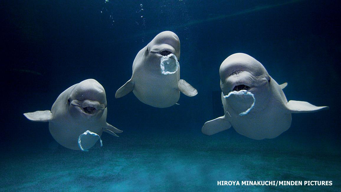 Exploring rehabilitation Alternatives: Routes to Recovery for Belugas