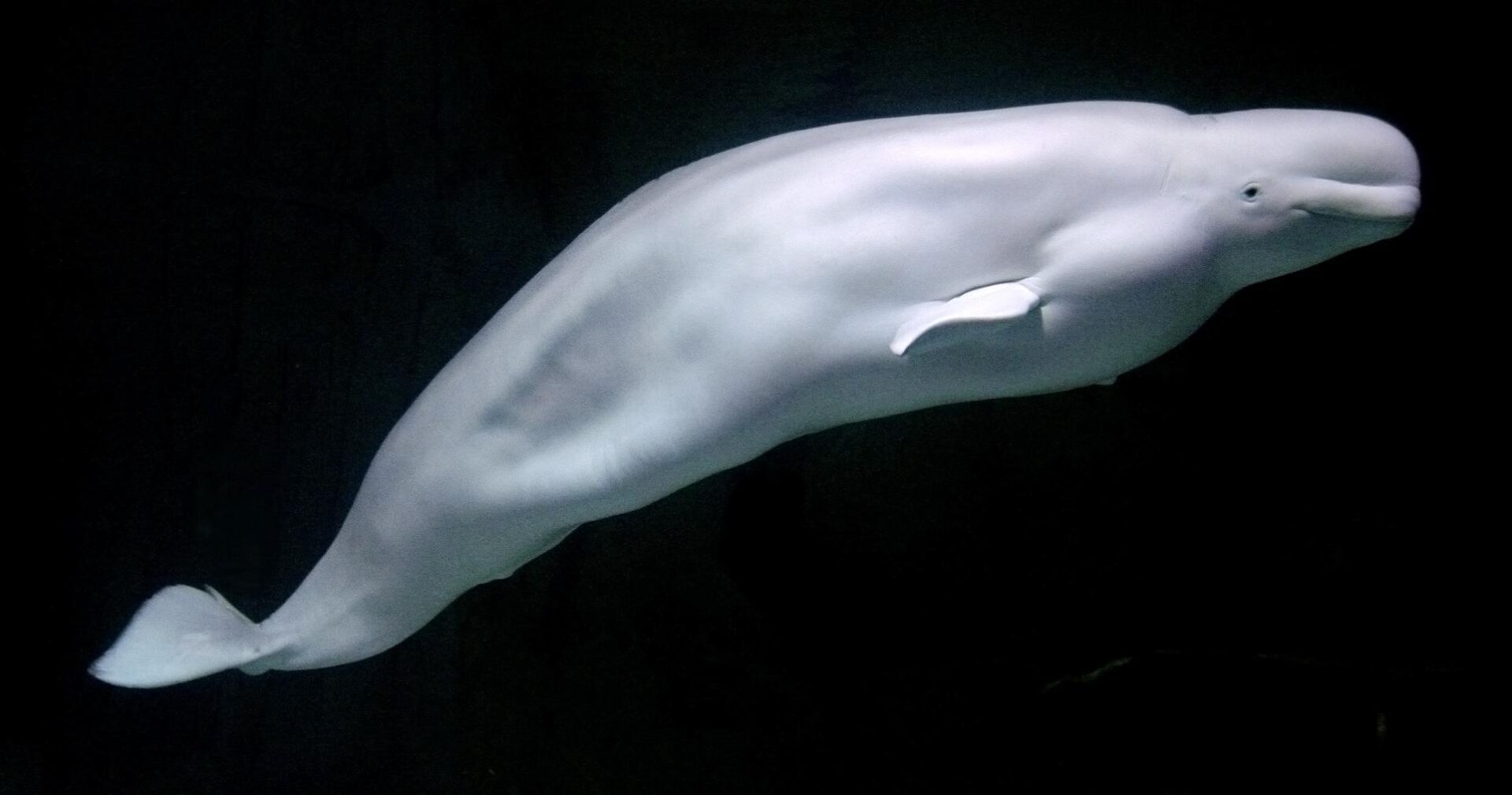 Thirty belugas in Canada face being euthanised. Can they be saved?