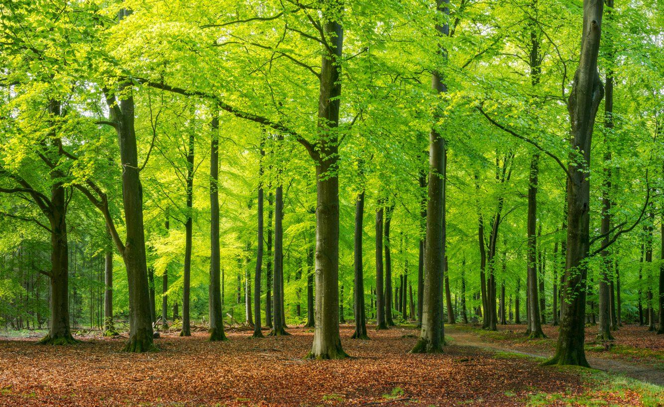 Essential tips for a Memorable Forest Adventure