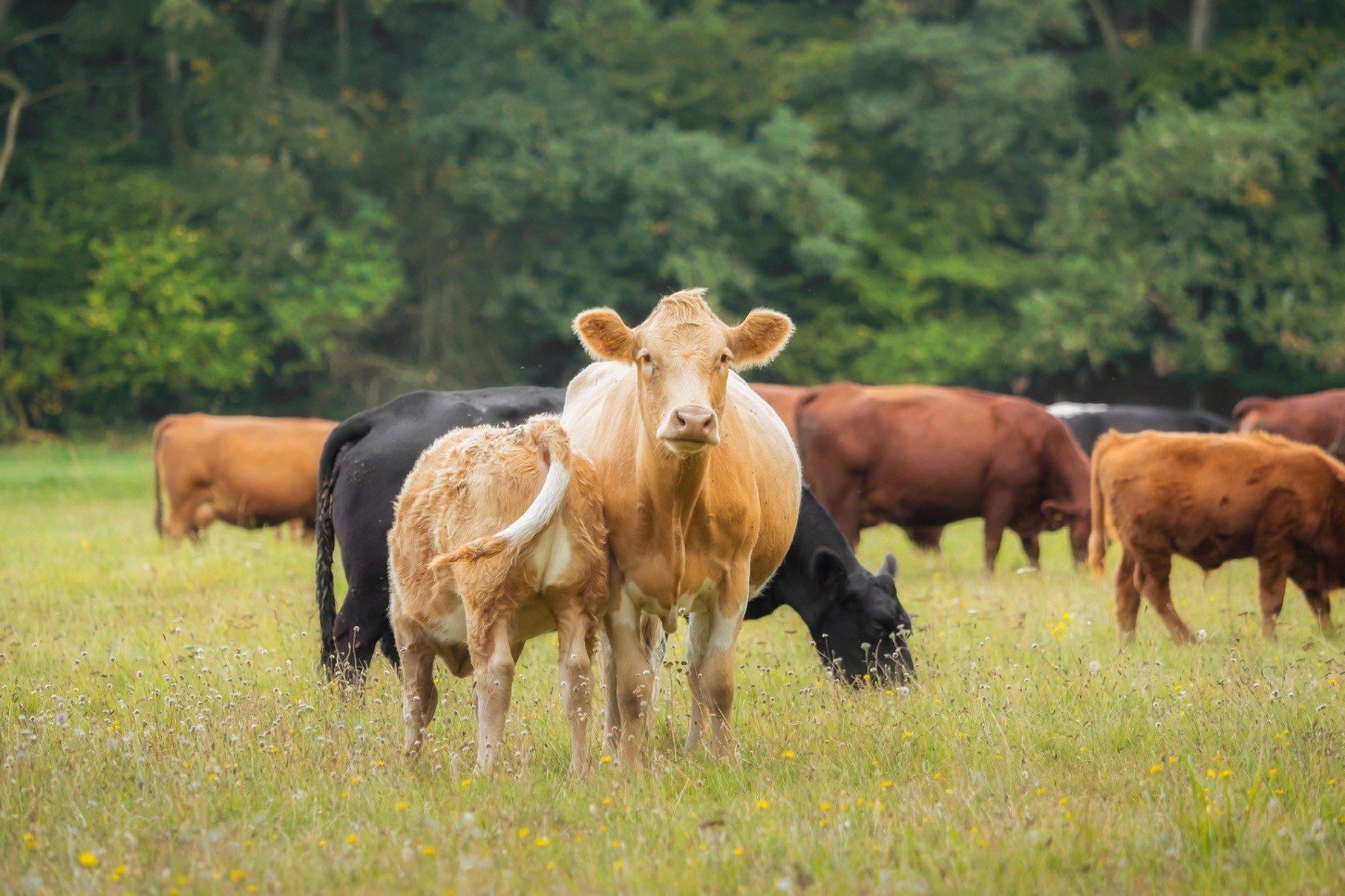 Balancing Agriculture and Ethics: Recommendations for farmers